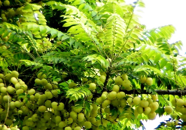 انگور تاهیتی